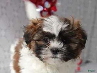 Shih Tzu dogs Snickers - Ad 39