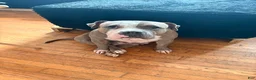 American Bully dogs for sale: Kurtis Snow - Ad 3