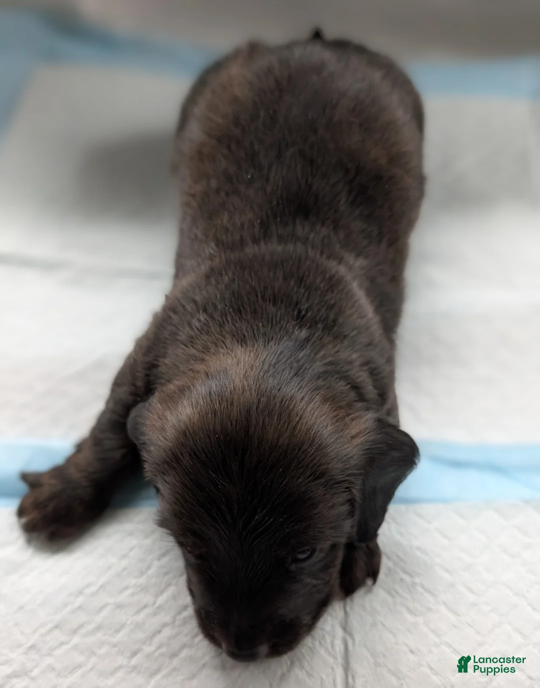 Miniature Dachshund dogs for sale: Po - Ad 2