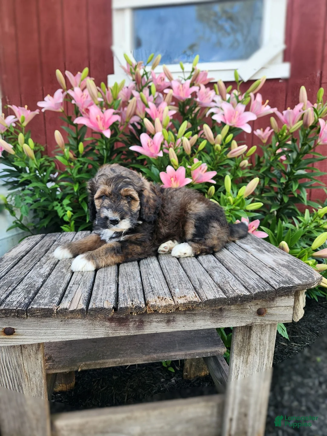 Bernedoodle dogs for sale: Coco - Ad 2