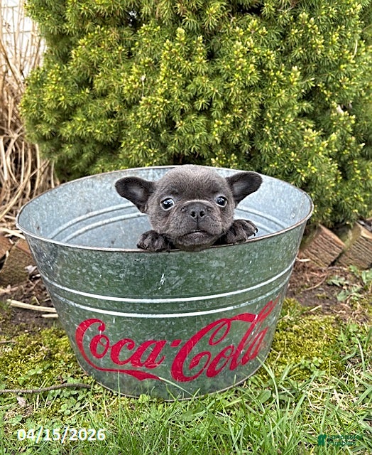 French Bulldog dogs Gigi - Ad 2