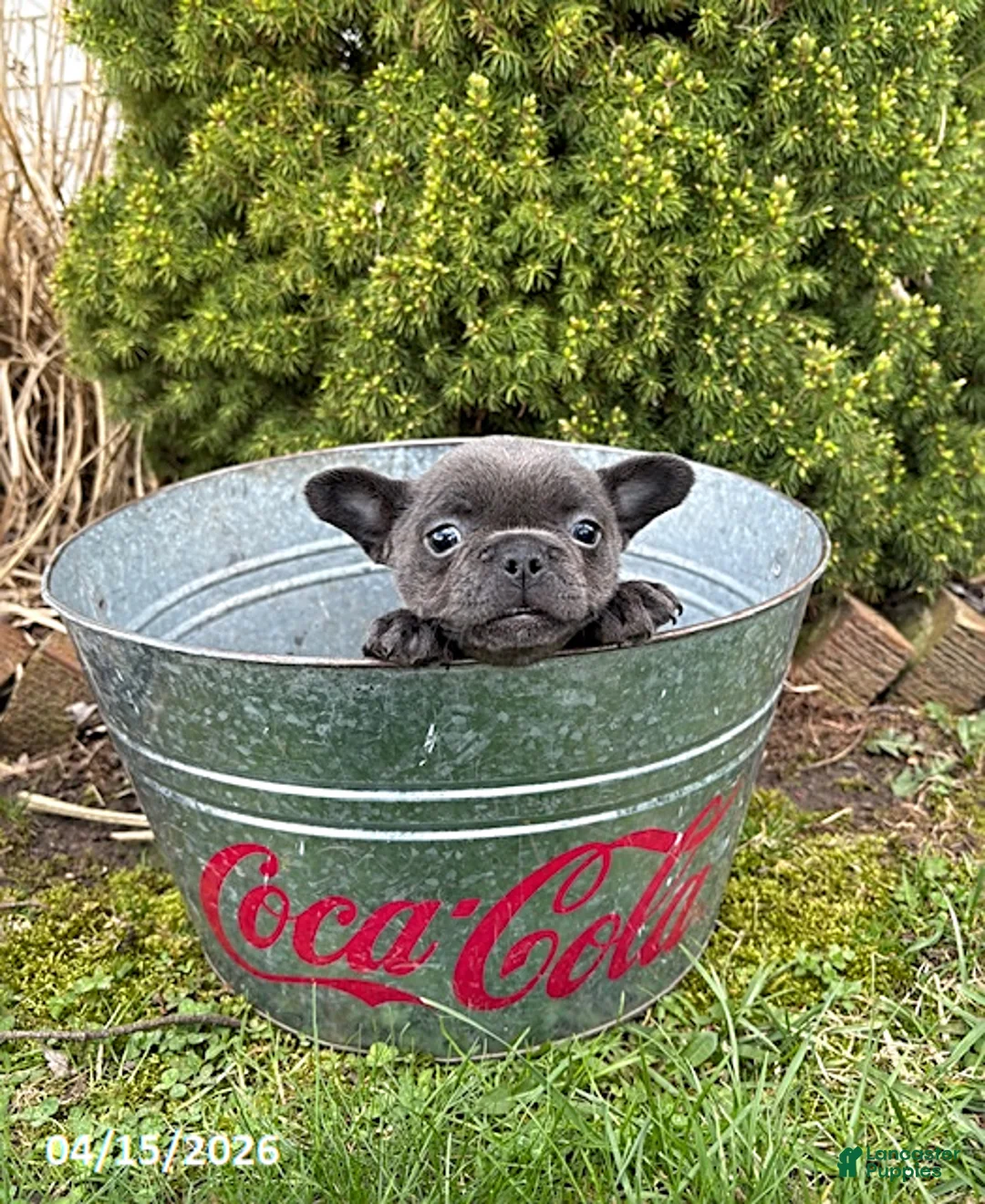 French Bulldog dogs for sale: Gigi - Ad 2
