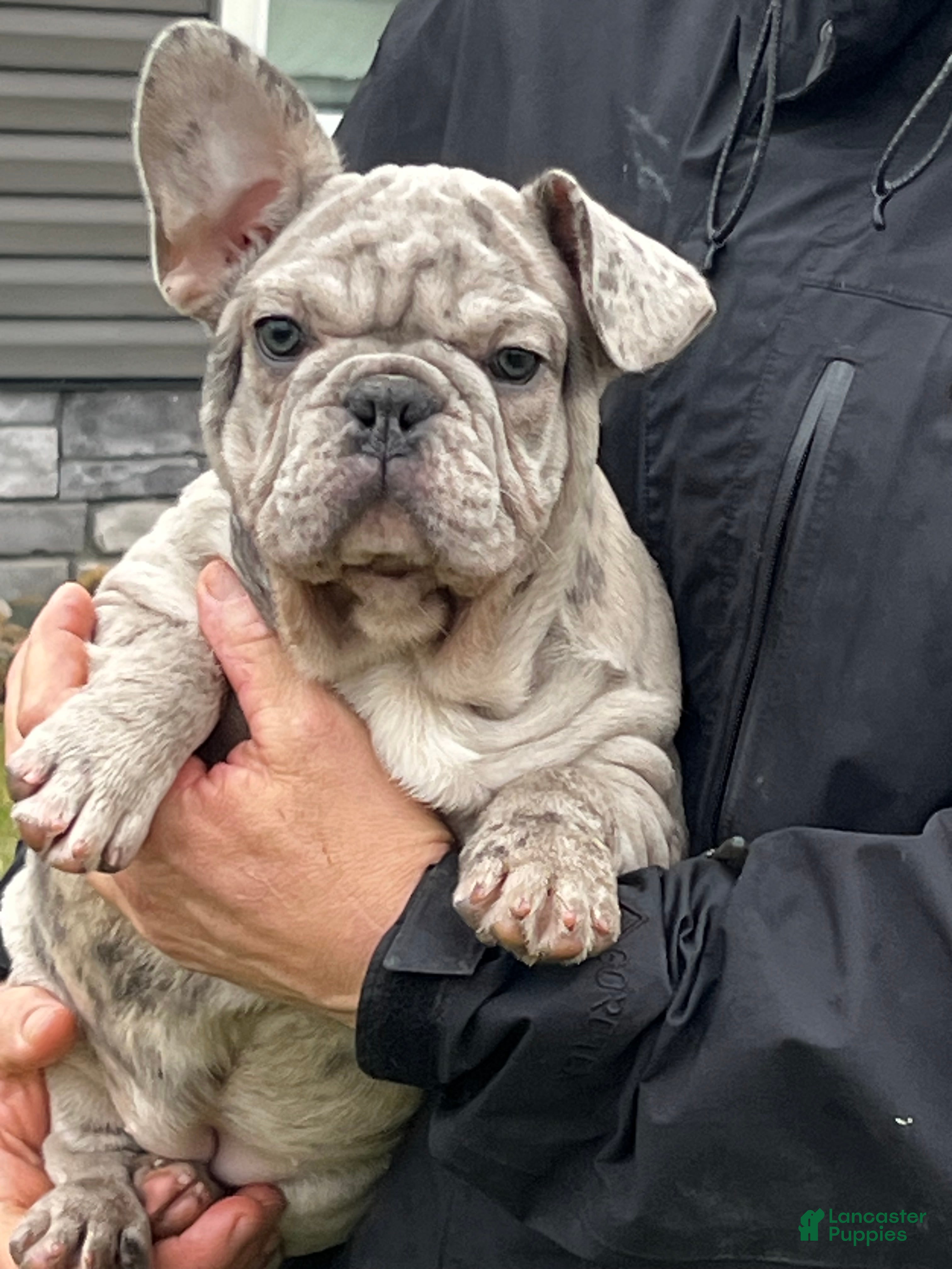 French Bulldog dogs Noelle - Ad 34
