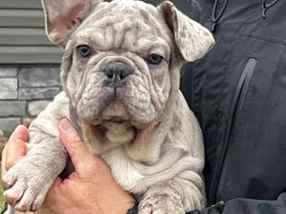 French Bulldog dogs Noelle - Ad 18