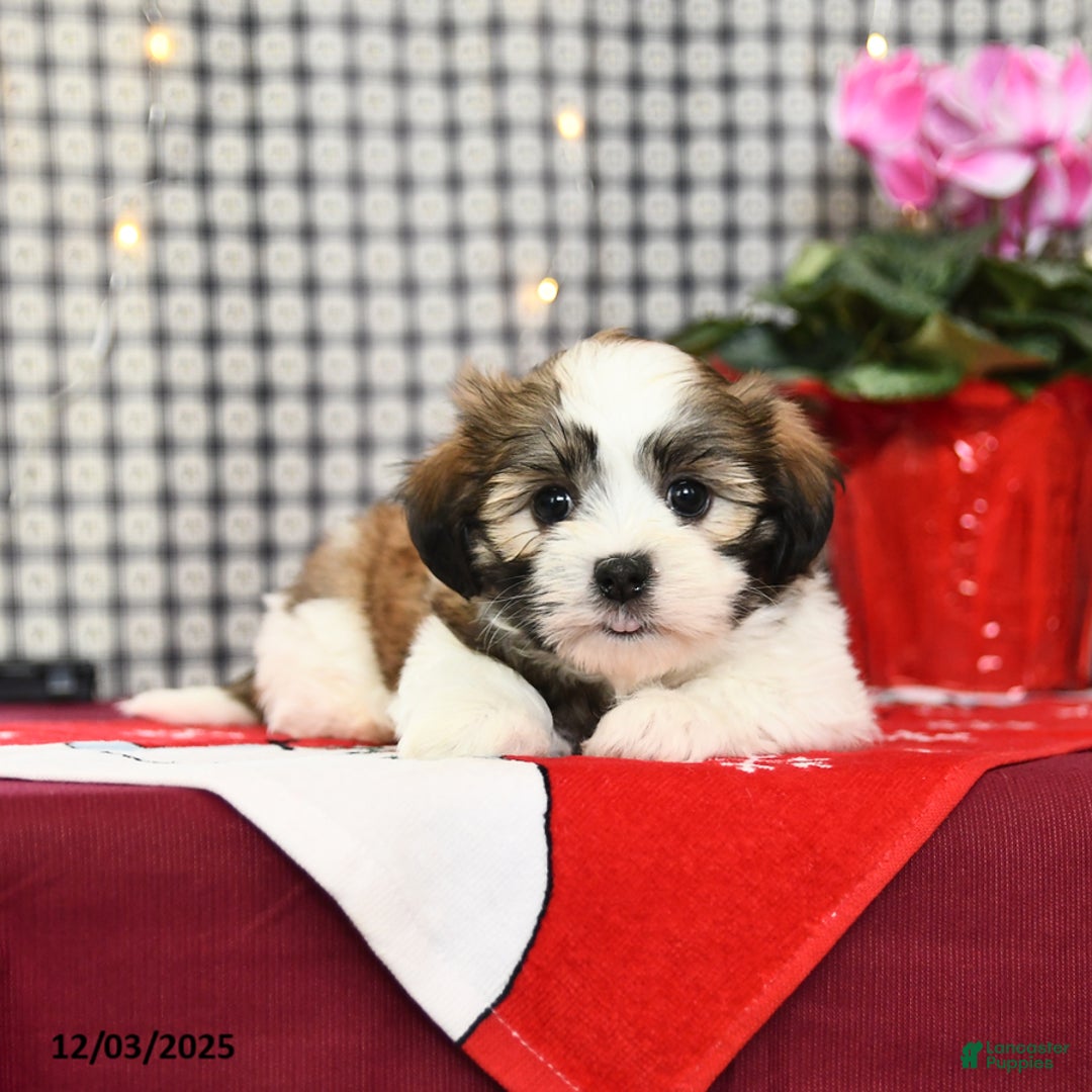 Malshi dogs for sale: Hope - Ad 3