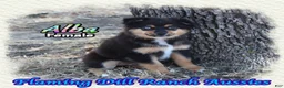 Miniature Australian Shepherd dogs for sale: Alba - Ad 3