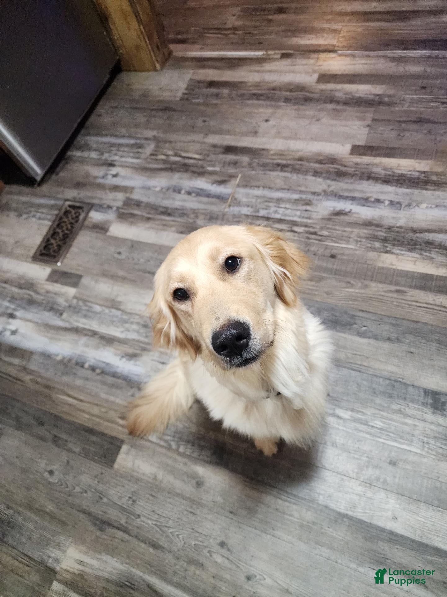 Goldendoodle dogs for sale: Bentley - Ad 2