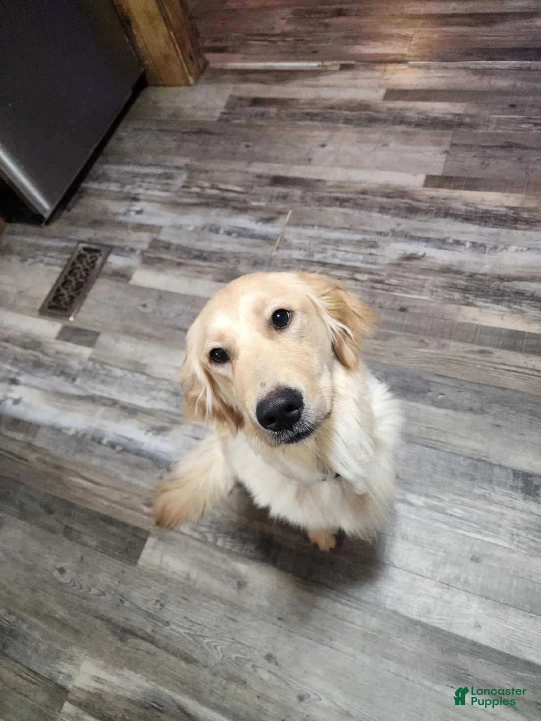 Goldendoodle dogs for sale: Bentley - Ad 2