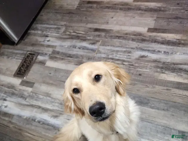 Goldendoodle dogs for sale: Bentley - Ad 2