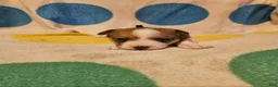 Chihuahua dogs for sale: Frari - Ad 5