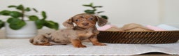 Miniature Dachshund dogs for sale: Bella - Ad 5