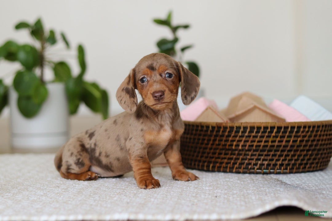 Miniature Dachshund dogs for sale: Bella - Ad 5