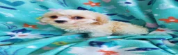 Cavachon dogs for sale: Axel - Ad 6