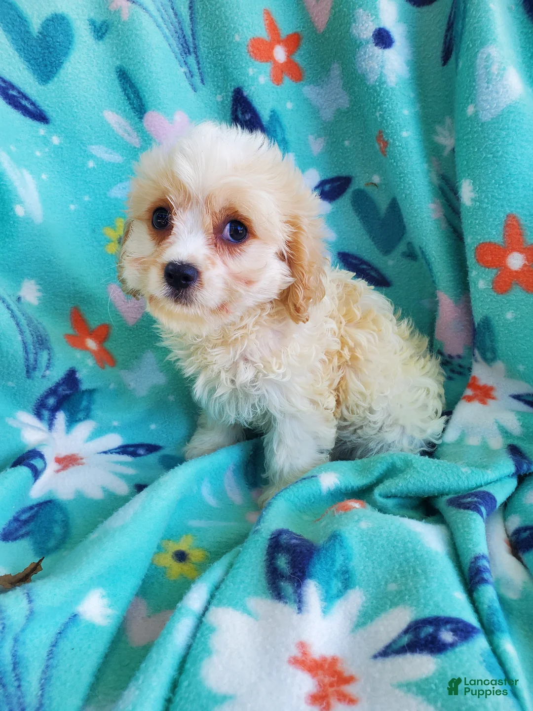 Cavachon dogs for sale: Axel - Ad 6