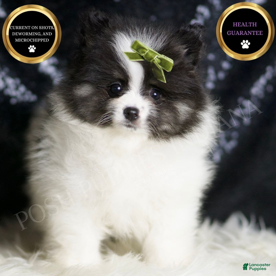 Pomeranian dogs Bingo - Ad 2