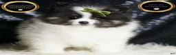 Pomeranian dogs for sale: Bingo - Ad 2
