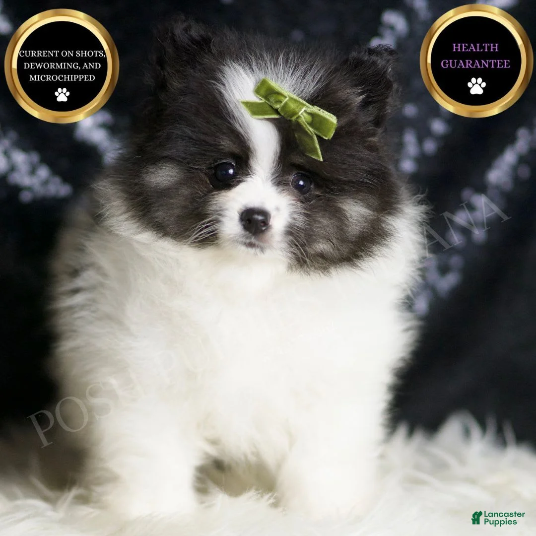 Pomeranian dogs for sale: Bingo - Ad 2