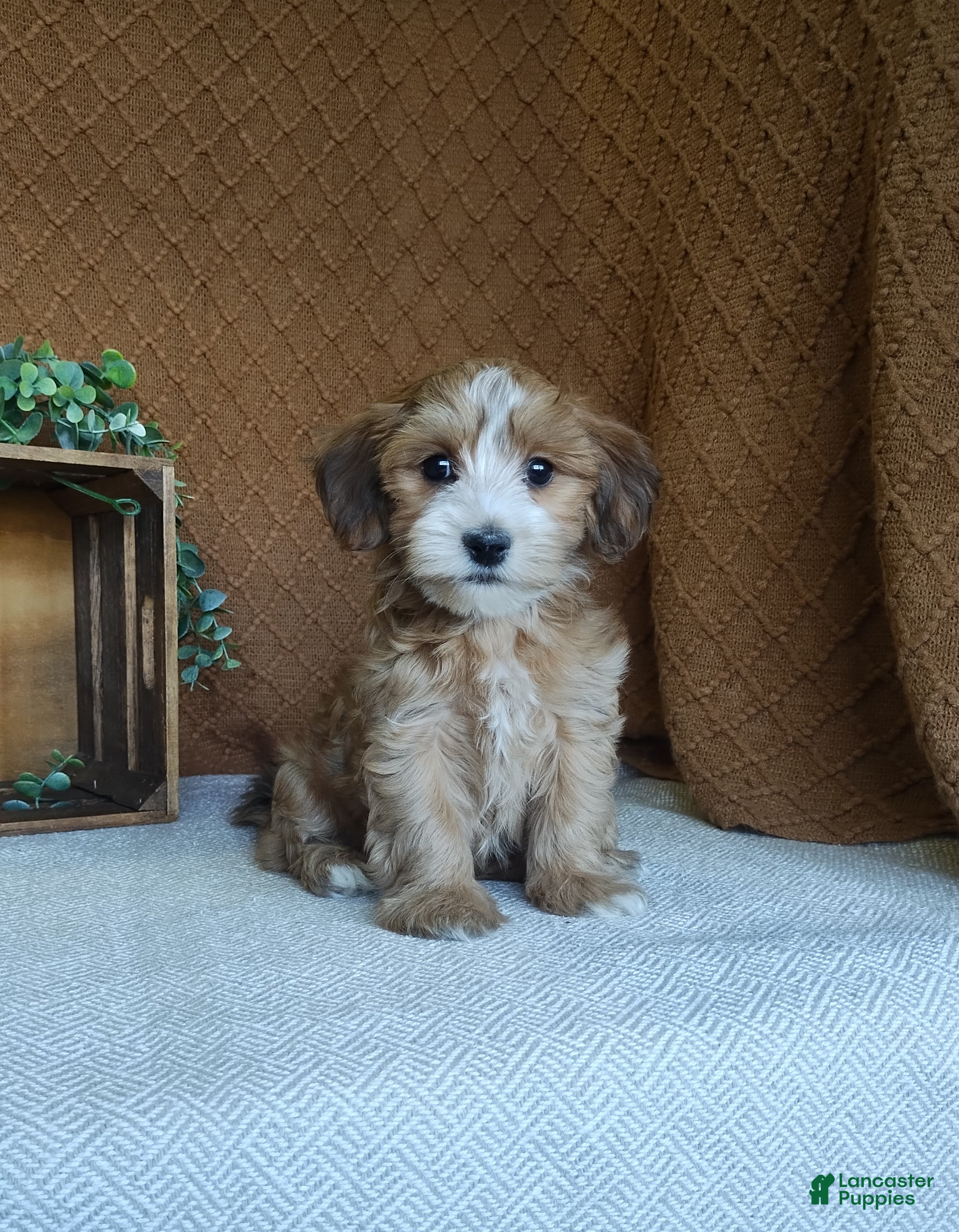 Havanese dogs Boomer - Ad 1