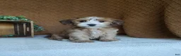 Havanese dogs for sale: Boomer - Ad 1