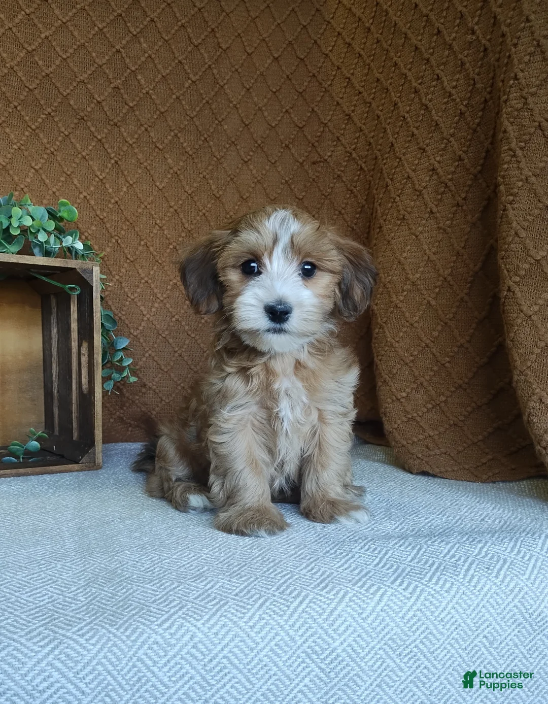 Havanese dogs for sale: Boomer - Ad 1