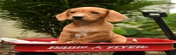Mixed Breed dogs for sale: Almond - Ad 2