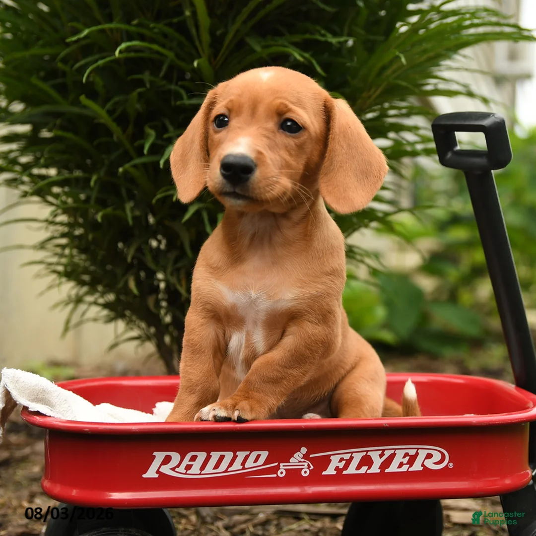 Mixed Breed dogs for sale: Almond - Ad 2