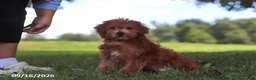 Yochon dogs for sale: Lucky - Ad 4
