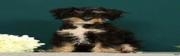 Mini Bernedoodle dogs for sale: Phantom - Ad 3