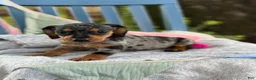 Miniature Dachshund dogs for sale: Tucker - Ad 3