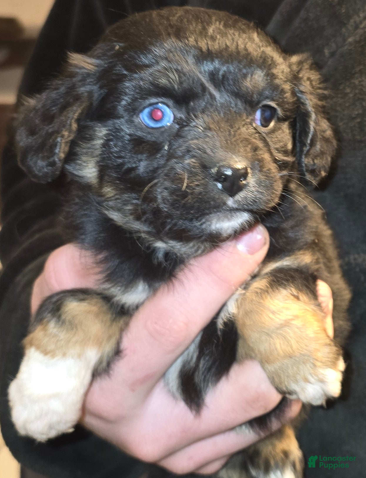 Mixed Breed dogs Petunia  - Ad 42