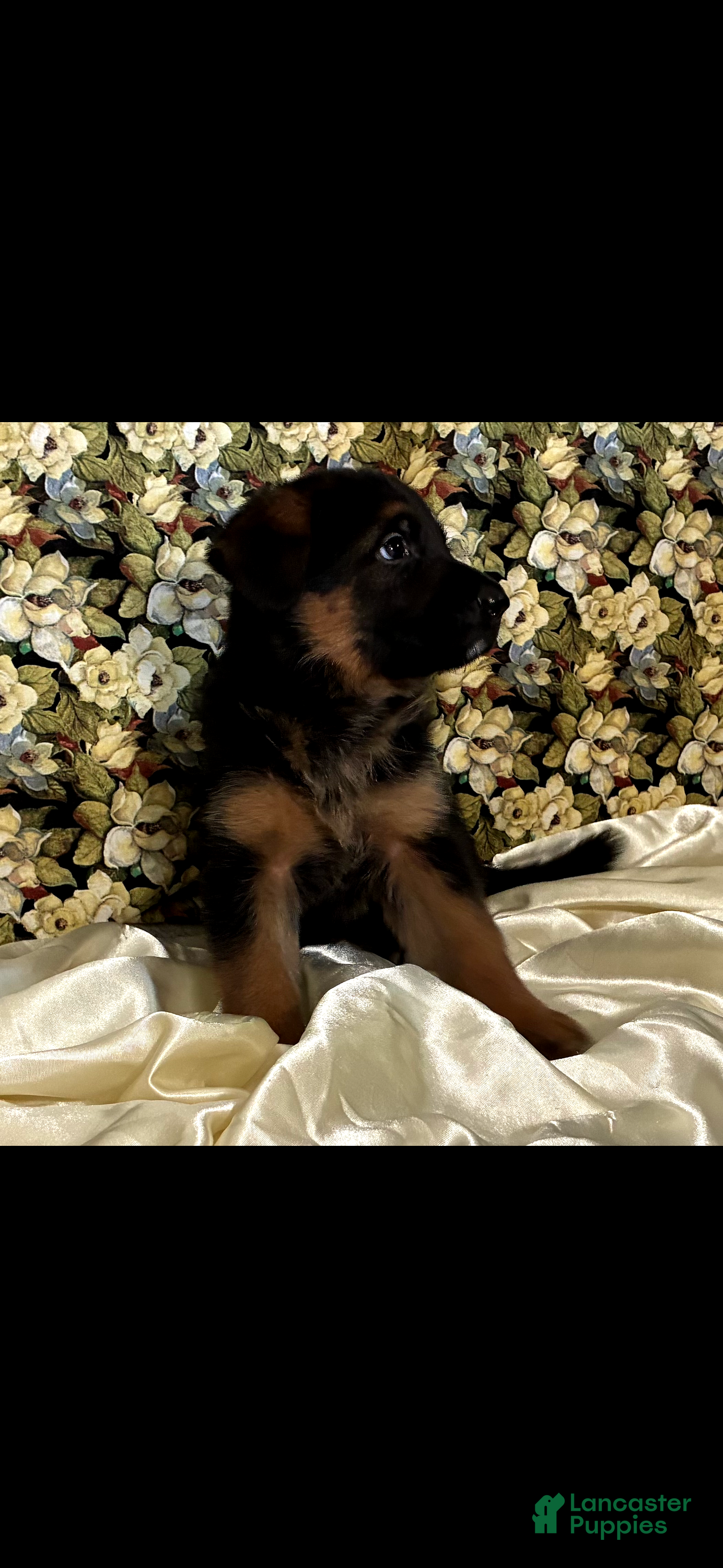 German Shepherd dogs Veronica - Ad 2