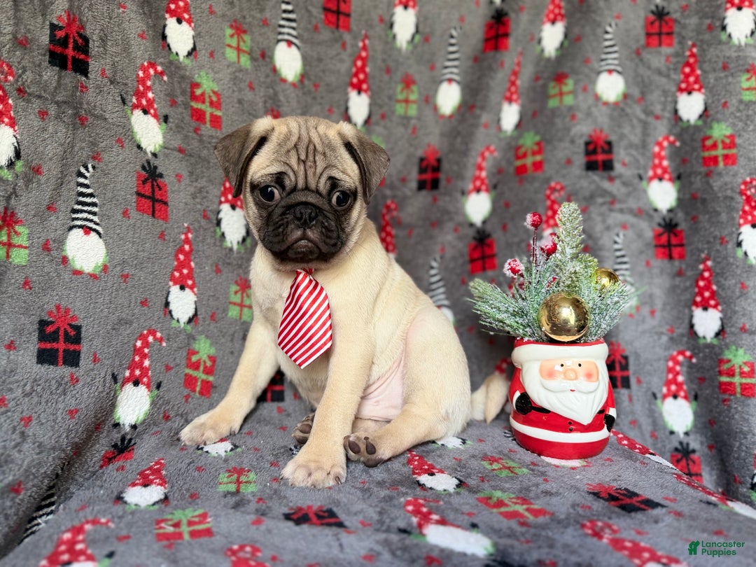 Pug dogs for sale: Claus - Ad 8