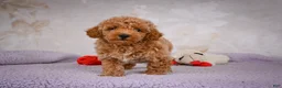 Miniature Poodle dogs for sale: Leo - Ad 13