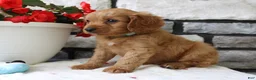 Cavapoo dogs for sale: Sammy - Ad 2