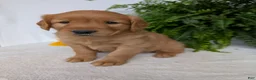 Golden Retriever dogs for sale: Dug  - Ad 13