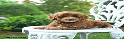 Miniature Poodle dogs for sale: Checkers - Ad 2