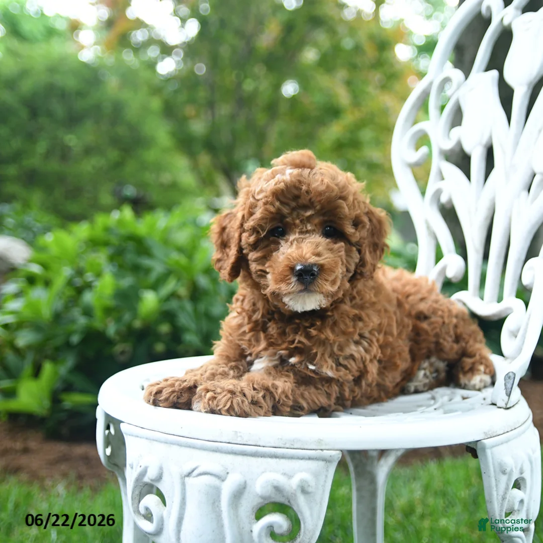 Miniature Poodle dogs for sale: Checkers - Ad 2