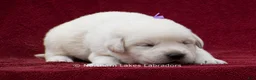 Labrador Retriever dogs for sale: Meredith - Ad 4