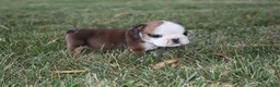 English Bulldog dogs for sale: English Bulldog 5 - Ad 4