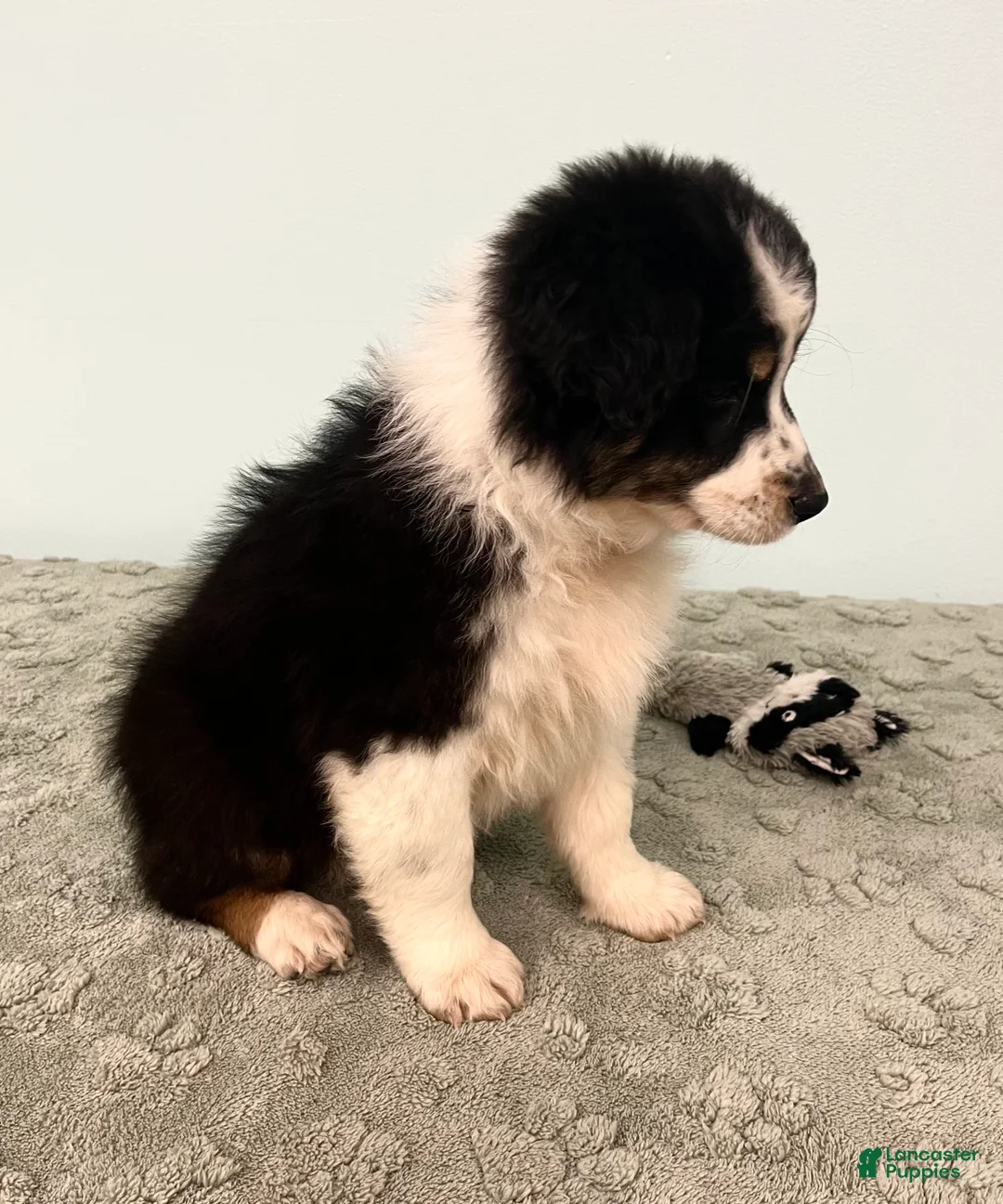 Australian Shepherd dogs for sale: Jollie  - Ad 6