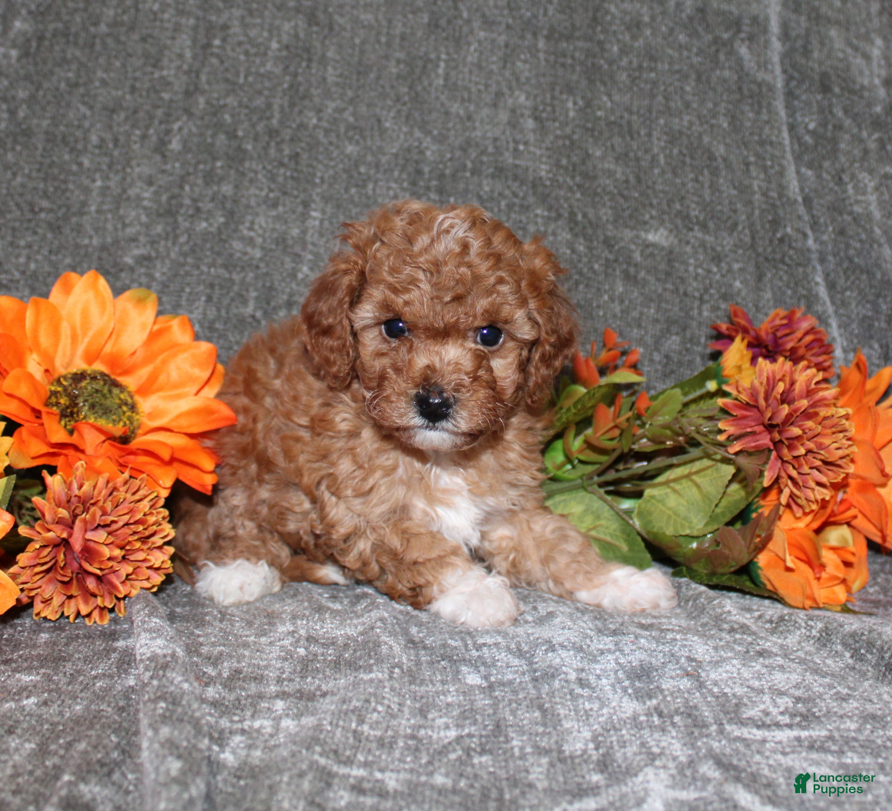 Yorkiepoo dogs Kara - Ad 22