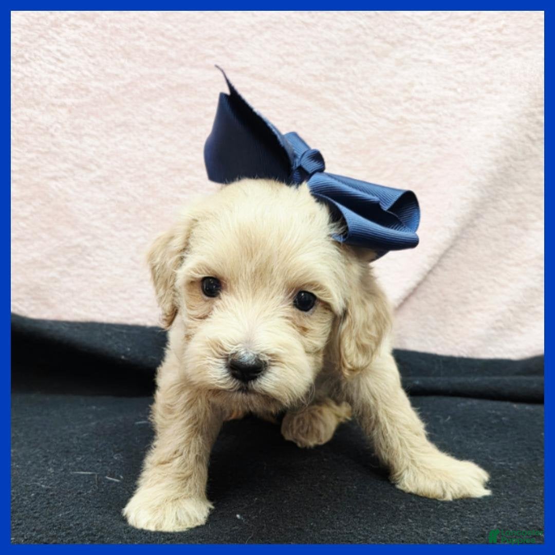 Maltipoo dogs Otto - Ad 11
