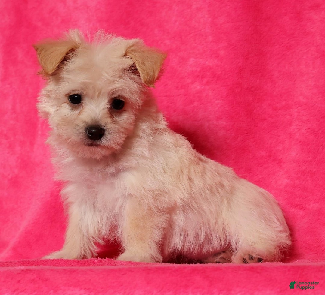 Yochon dogs for sale: Allie - Ad 6