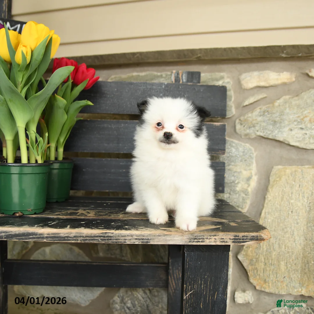 Pomeranian dogs for sale: Meg - Ad 1