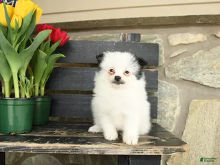 Pomeranian dogs for sale: Meg - Ad 2