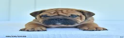 English Bulldog dogs for sale: Captain - Ad 3