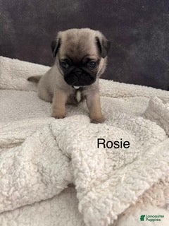 Pug dogs AKC, Rosie - Ad 2