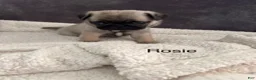 Pug dogs for sale: AKC, Rosie - Ad 2