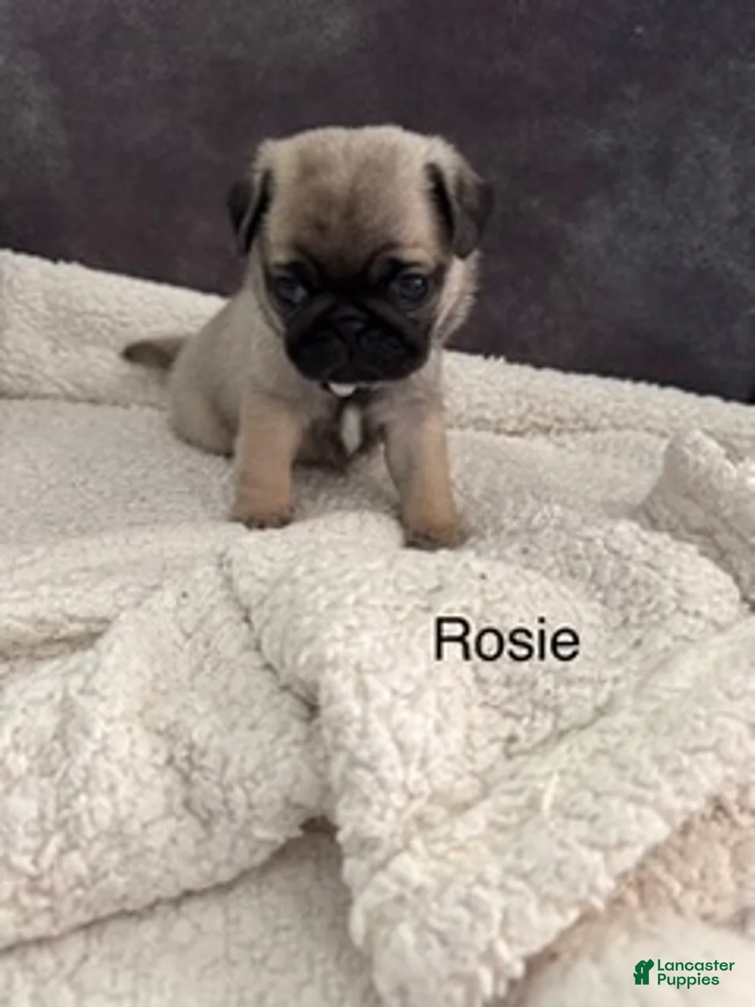 Pug dogs for sale: AKC, Rosie - Ad 2