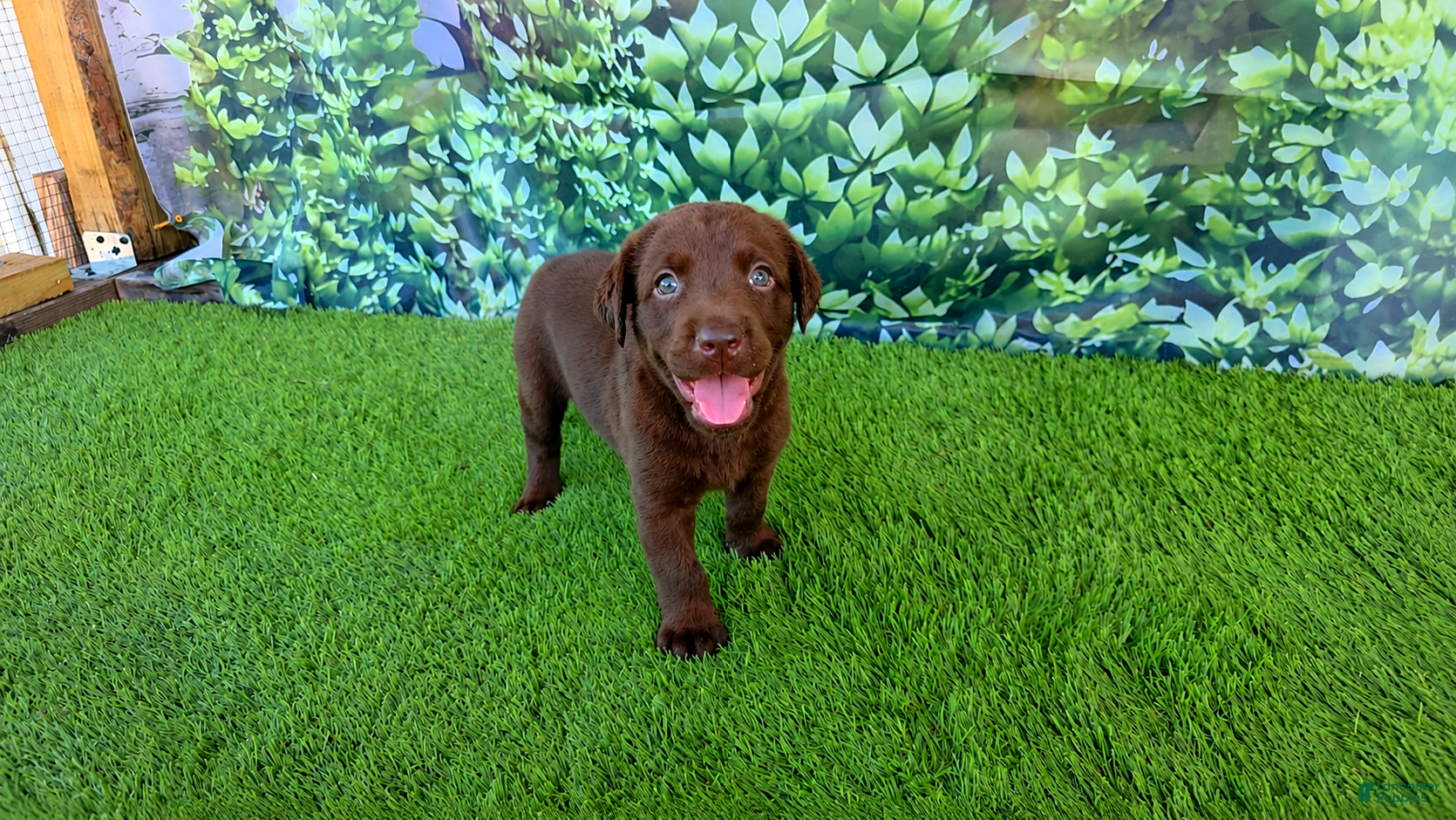 Labrador Retriever dogs for sale: Heidi - Ad 20
